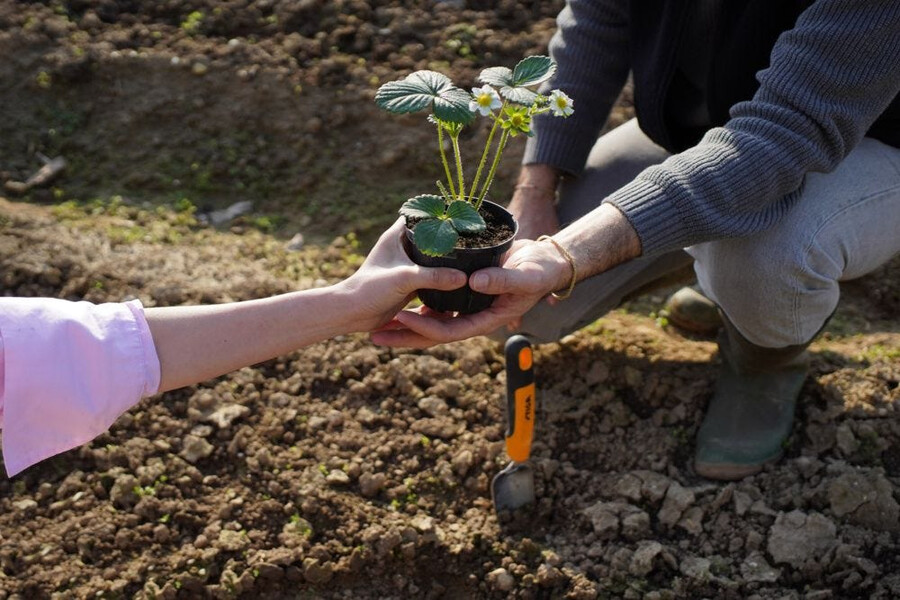 outil de jardin à main - truelle à transplanter